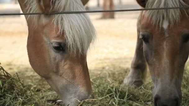 Два коні їдять сіно — стокове відео