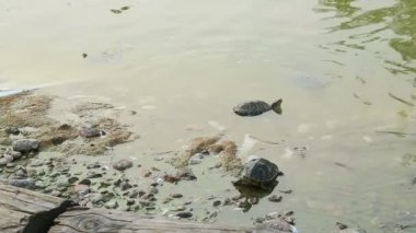 Yeşil Deniz Kaplumbağası yüzüyor