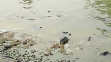 Yeşil Deniz Kaplumbağası yüzüyor