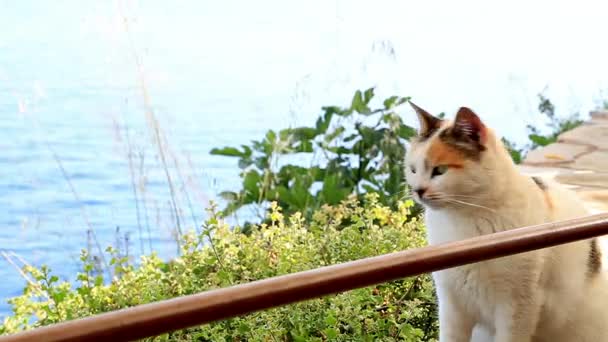 Cat sitting in front of a sea view — Stock Video