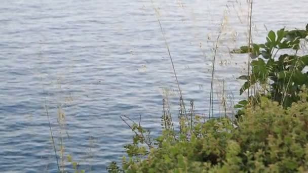 Grass in front of the with beautiful blue sea 2 — Stock Video