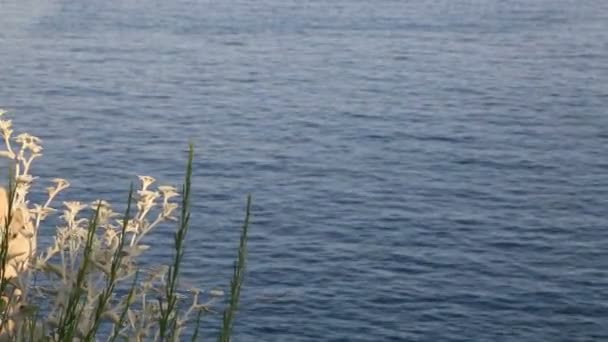 Трава перед красивым синим морем — стоковое видео