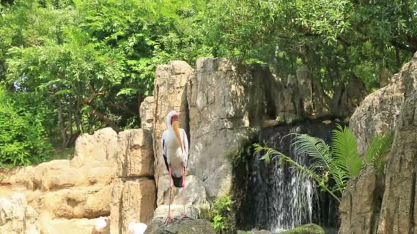 Adult pelican in nature — Stock Video