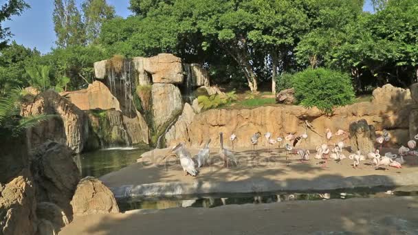 Oiseaux se reposant près de l'eau — Video