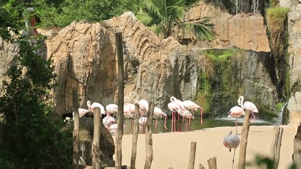 Gruppe roter Flamingos in der Nähe des Wassers — Stockvideo