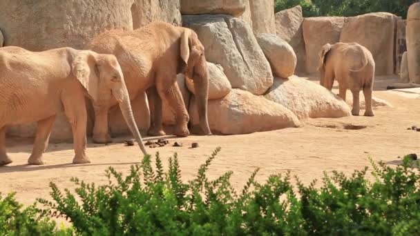 Manada de elefantes asiáticos salvajes en la naturaleza — Vídeos de Stock