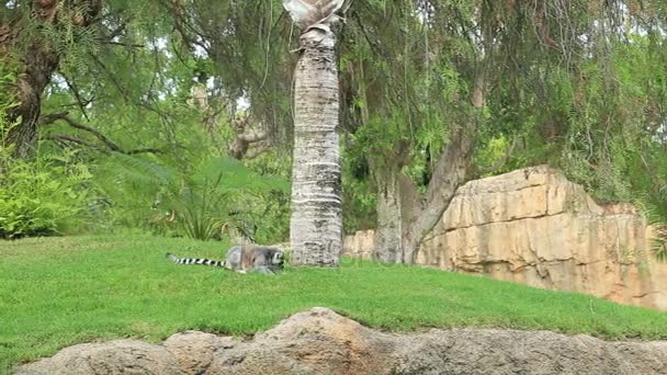 Кольцехвостый лемур лежит у дерева — стоковое видео
