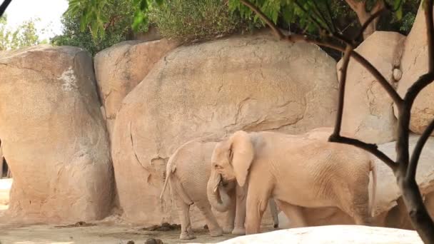 Deux grands éléphants d'Afrique 