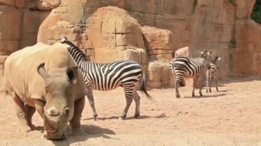 Büyük beyaz gergedan ve zebralar, doğa