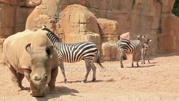 Velké bílé nosorožce a zebry na povahu