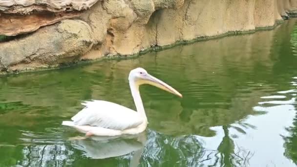 Пелікани плавають у зеленому ставку — стокове відео