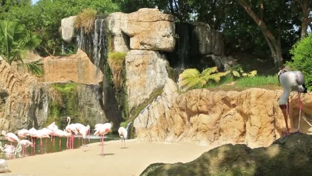 Grupo de flamenco rojo cerca del agua 3 — Vídeo de stock