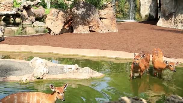 Un grupo de ciervos en el agua — Vídeo de stock