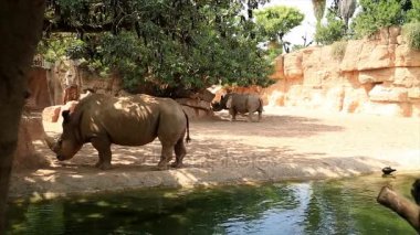 Suya yakın büyük gergedan çifti