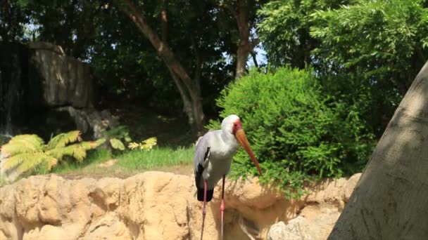 Een volwassen pelikaan in de natuur — Stockvideo