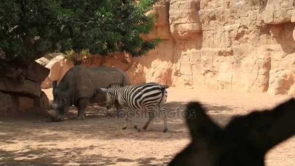 Один большой носорог и зебра — стоковое видео