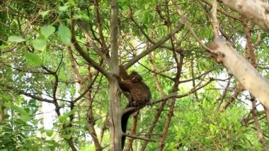 Kırmızı karınlı Lemur yeşil ağaç 3