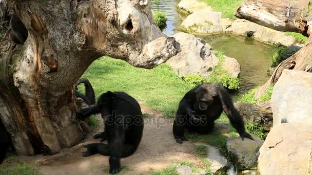 Chimpanzee family relaxing near water 3 — Stock Video