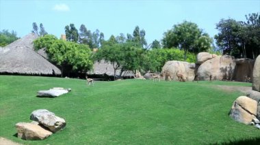 Hep sürünün başında durmak geyikler otlatma