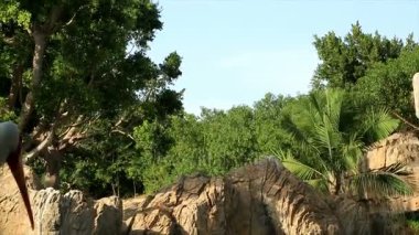 Suya yakın Pelikan sürüsü