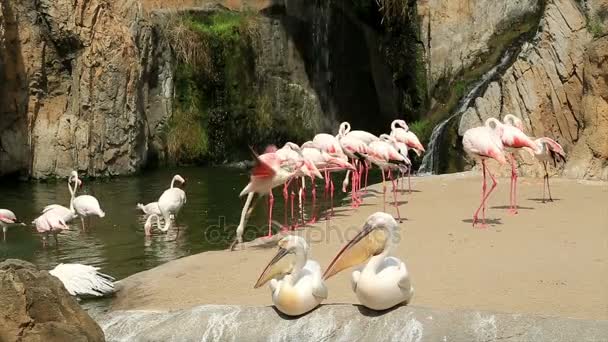 Stádo plameňáků a pelikánů u vody — Stock video
