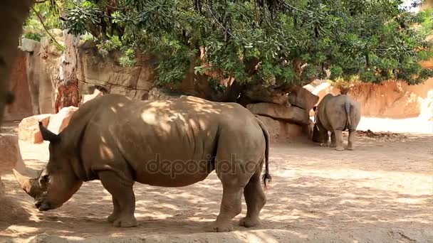 Пара больших носорогов — стоковое видео