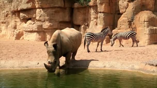 Grand rhinocéros eau potable — Video