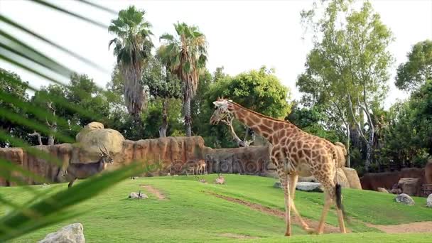 Girafas andando na natureza — Vídeo de Stock