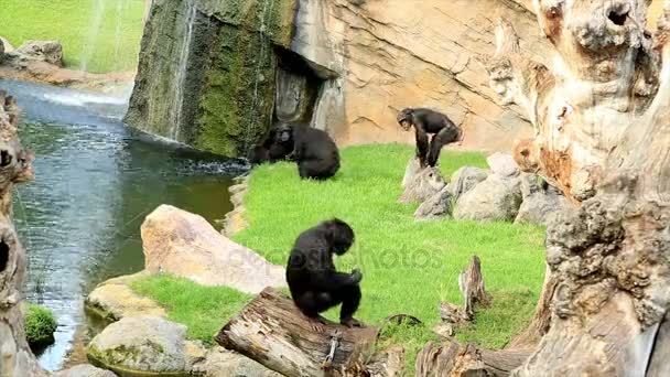 Young black chimpanzee family 2 — Stock Video