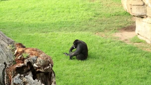Молодой черный шимпанзе сидит на зеленой траве — стоковое видео