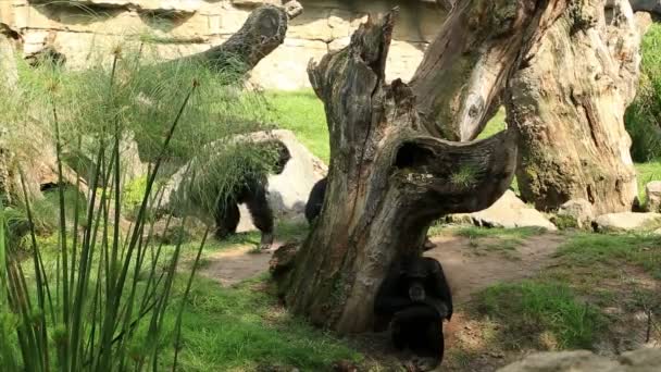 Молодая чёрная семья шимпанзе — стоковое видео