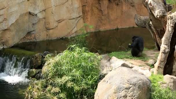 Young black chimpanzee sitting near water — Stock Video