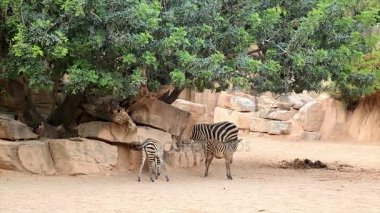 Savannah'ın üzerinde yürüme zebra aile