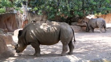 bir çift büyük gergedan