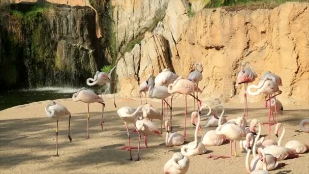 Uma manada de flamingos perto da água — Vídeo de Stock