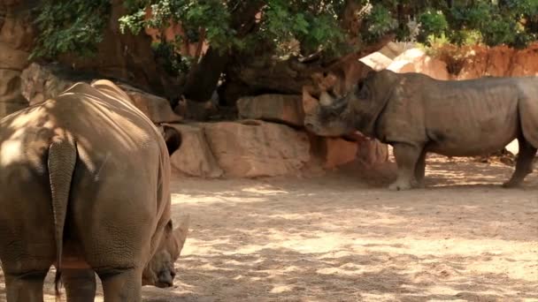 A pair of big rhinoceros 2 — Stock Video