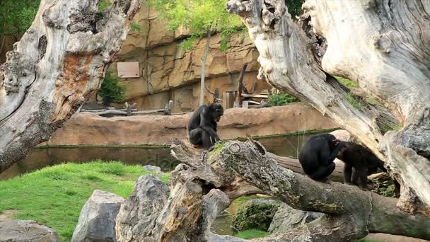 Schimpansenfamilie entspannt sich in der Nähe von Wasser 5 — Stockvideo
