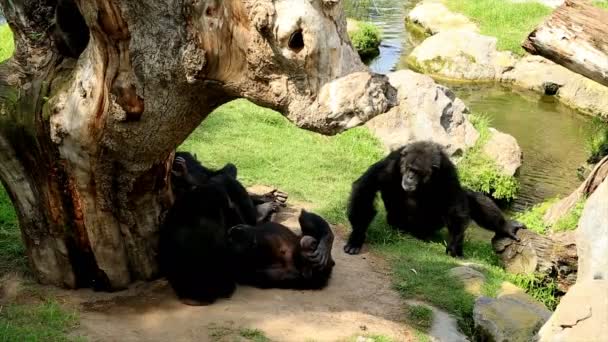 Chimpansee familie ontspannen in de buurt van water — Stockvideo