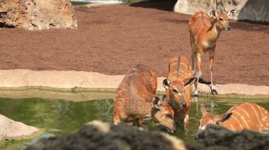 Vahşi geyik 2 aile grubu
