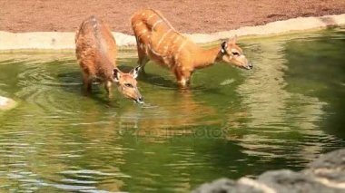 Vahşi geyik 4 aile grubu