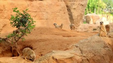 Meerkat Savannah 3