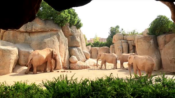 Стадо слонов — стоковое видео