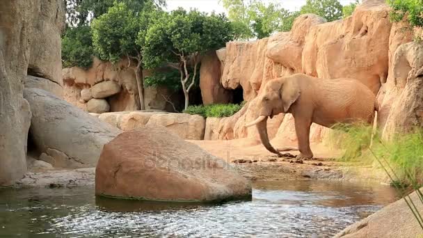Один большой африканский слон — стоковое видео