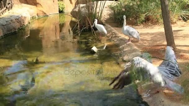Tre pelikaner nära vatten — Stockvideo