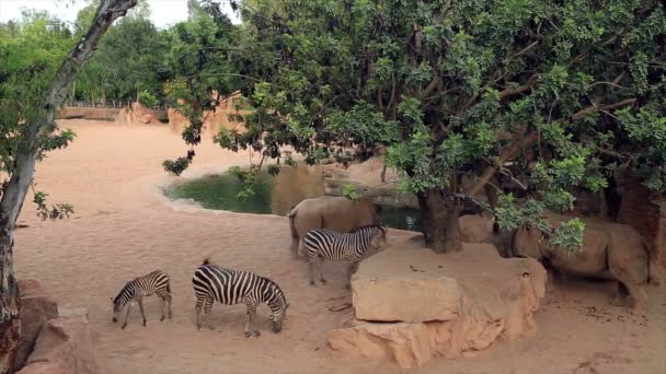 Rinoceronte e famiglia zebra 2 — Video Stock