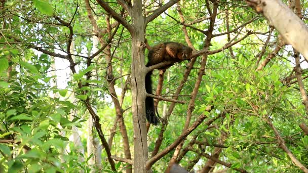 Red-Bellied Lemur on the green tree — Stock Video