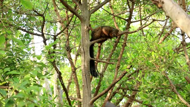 Red-Bellied Lemur na zelený strom — Stock video