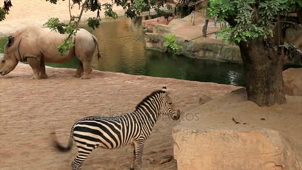 Rinoceronte e zebra perto da água — Vídeo de Stock