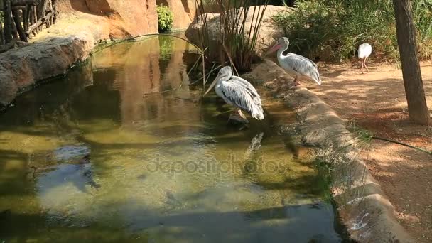 Tree big pelicans near the water 2 — Stock Video