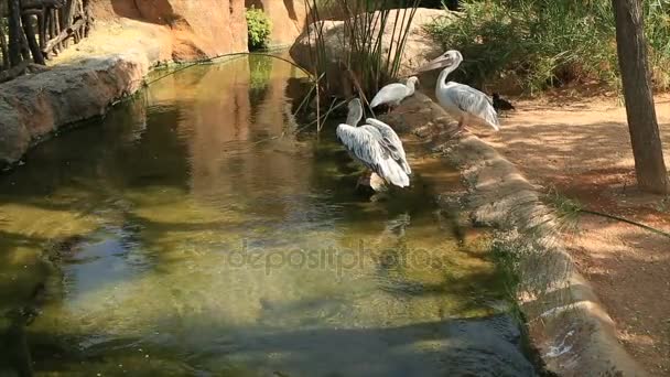 Drzewa duże pelikany w pobliżu wody — Wideo stockowe